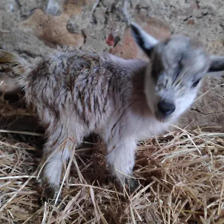 Nature Et Al House - Casa Uso Exclusivo E Jardim - Little Farm