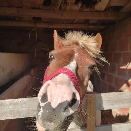 Nature Et Al House - Casa Uso Exclusivo E Jardim - Little Farm Bed & Breakfast