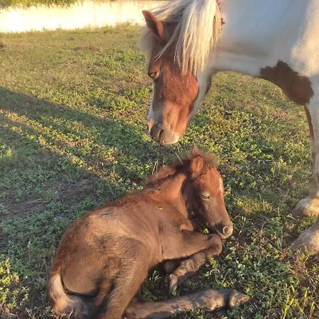 Nature Et Al House - Casa Uso Exclusivo E Jardim - Little Farm Batalha