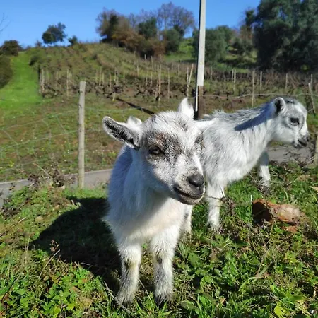 Nature Et Al House - Casa Uso Exclusivo E Jardim - Little Farm Bed & Breakfast