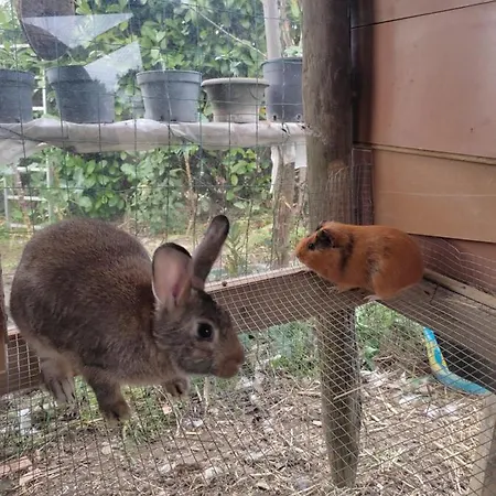 Bed & Breakfast Nature Et Al House - Casa Uso Exclusivo E Jardim - Little Farm Batalha