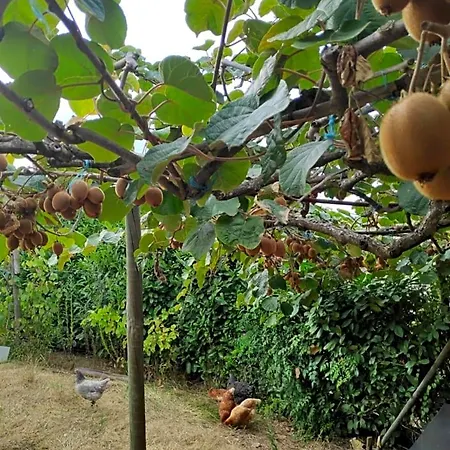 Nature Et Al House - Casa Uso Exclusivo E Jardim - Little Farm Bed and Breakfast