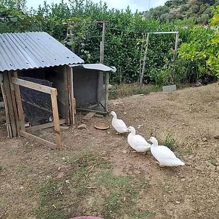 Nature Et Al House - Casa Uso Exclusivo E Jardim - Little Farm Bed and Breakfast Batalha