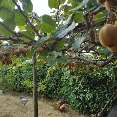 Nature Et Al House - Casa Uso Exclusivo E Jardim - Little Farm Bed and Breakfast Batalha