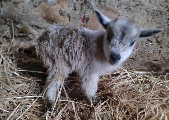 Nature Et Al House - Casa Uso Exclusivo E Jardim - Little Farm