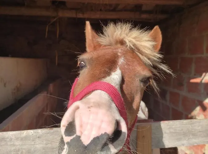 Nature Et Al House - Casa Uso Exclusivo E Jardim - Little Farm ベッド・アンド・ブレックファスト