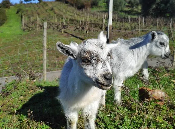 Nature Et Al House - Casa Uso Exclusivo E Jardim - Little Farm ベッド・アンド・ブレックファスト