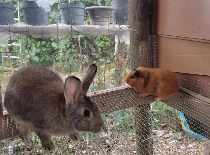 ベッド・アンド・ブレックファスト Nature Et Al House - Casa Uso Exclusivo E Jardim - Little Farm バターリャ