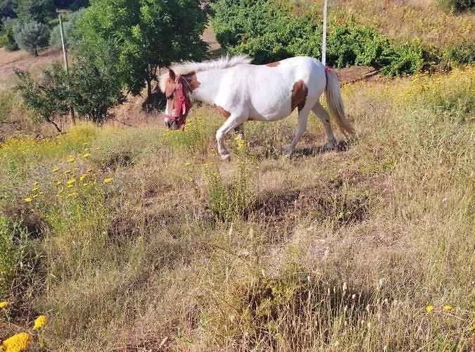 ベッド・アンド・ブレックファスト Nature Et Al House - Casa Uso Exclusivo E Jardim - Little Farm バターリャ